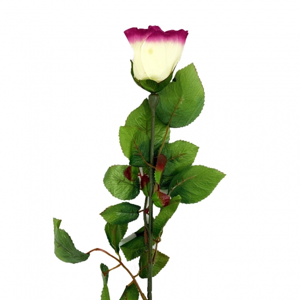 Rose crème 75cm