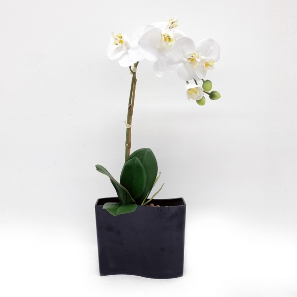 Orchidée pot vague H 50 cm