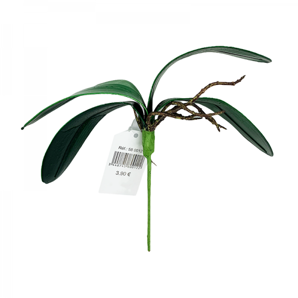 Feuilles Orchidées x4 + racines ø24cm