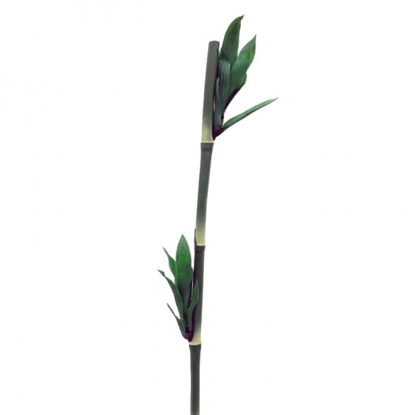 Tige bambou 80 cm
